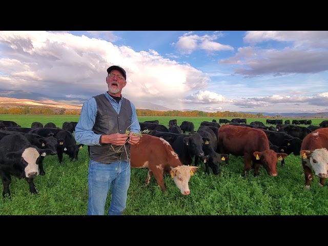 Grazing Fall Alfalfa