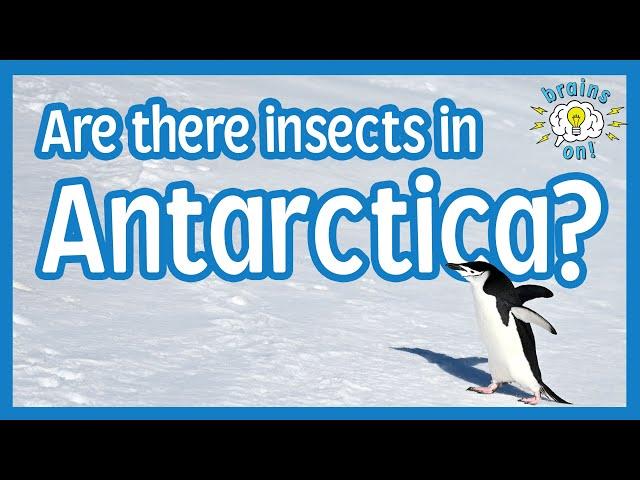 Are there insects in Antarctica? | Brains On! Science Podcast For Kids