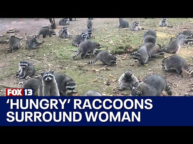 Woman calls for help after 100 'hungry' raccoons surround her in Washington state