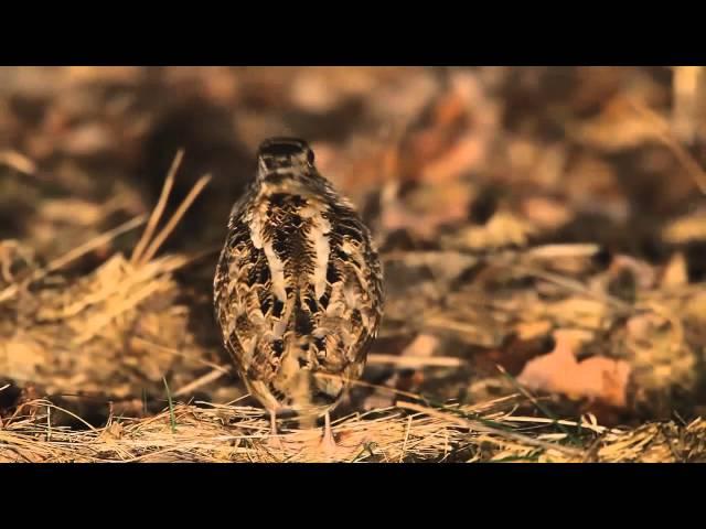 Super Woodcock Brothers