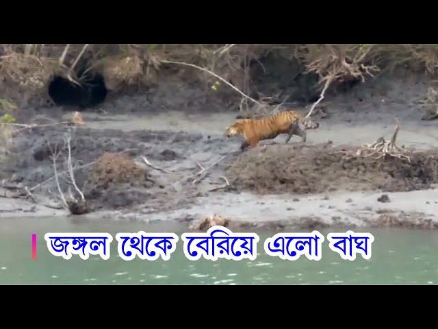 Tiger came out of forest & enters village||Lahiripur Sundarbans||See what happened you can't believe