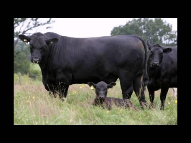 Абердин-ангус  Aberdeen Angus