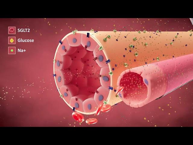 The Cellular Actions of SGLT2i's