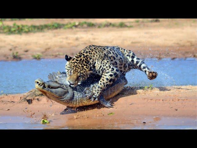 6 incredible times animals defeated crocodiles |Moments of crocodiles messing with the wrong animals