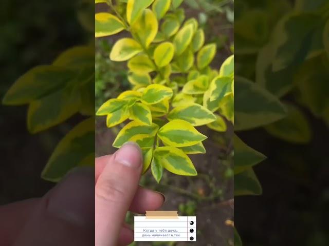 Дачный сезон, он такой ;) #дача #дачныйвлог #дачныйсезон