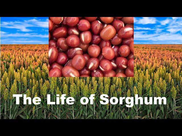 Sorghum Life Cycle 101, How to Grow What Make Best Health Food Nutrition, 5-10 min Nature Crop Plant