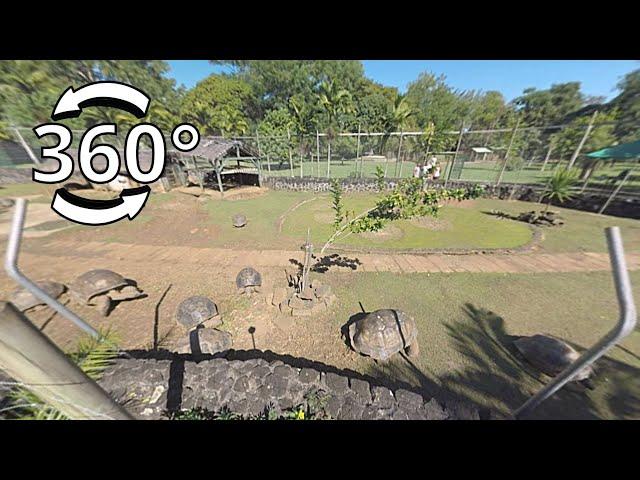 Giant Tortoises Park in Mauritius, 360 Video VR