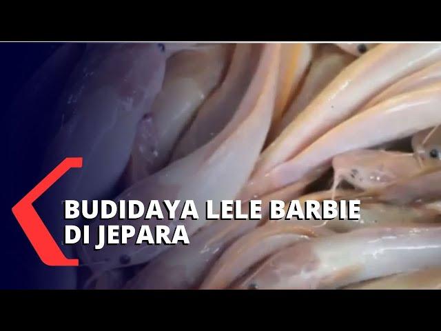 Viral Budidaya Ikan Lele Pink di Jepara!