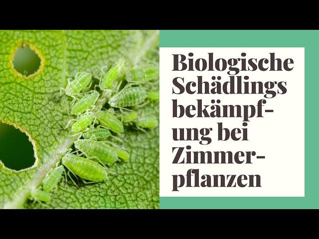 Schädlinge bei Zimmerpflanzen - Biologische Schädlingsbekämpfung