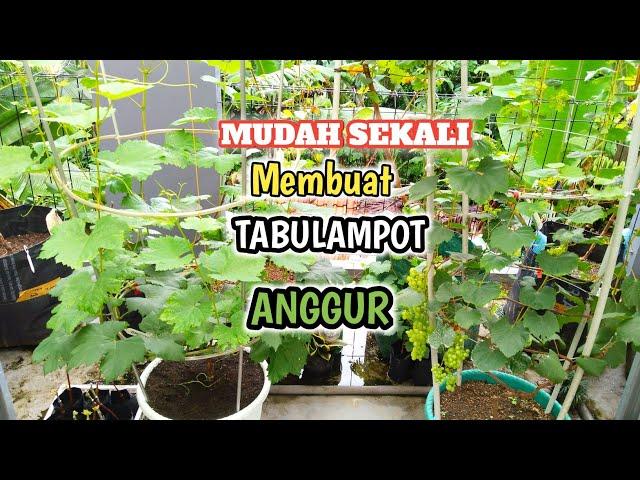 Cara Membuat Tabulampot Anggur BASANTI‼️