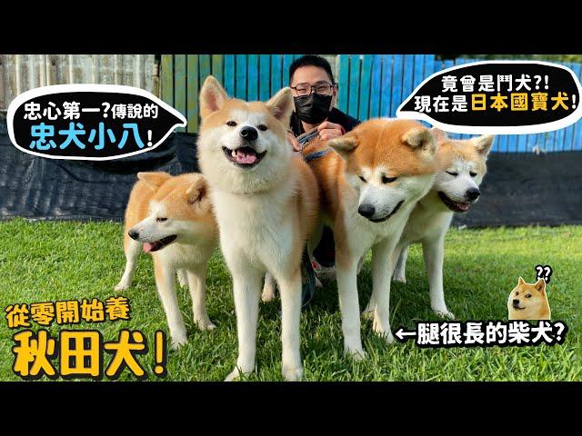 【從零開始養】秋田犬!忠心第一的狗?傳說的忠犬小八!曾是鬥犬?現在是日本國寶?【許伯簡芝】