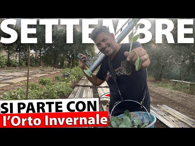 TRAPIANTI DI SETTEMBRE NELL'ORTO: SPECIALE BROCCOLO ROMANESCO