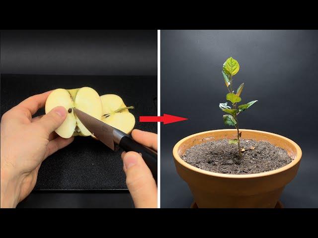 APPLE TREE Growing From Seed TIME LAPSE - 171 Days