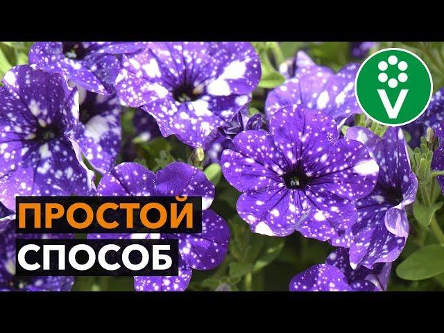 КАК ПОСЕЯТЬ ПЕТУНИЮ НА РАССАДУ