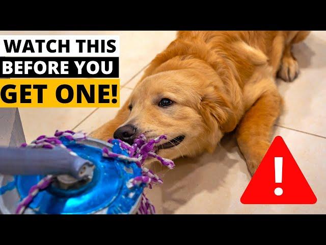 9 Things you MUST KNOW Before Getting a Golden Retriever!