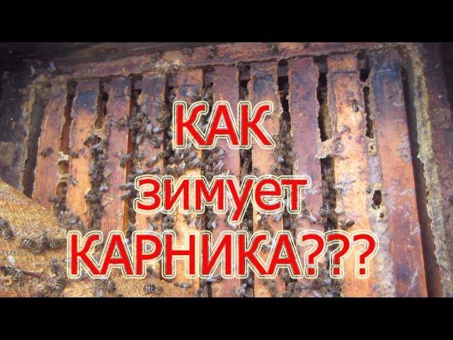 КАК ЗИМУЕТ КАРНИКА В СУГРОБЕ СНЕГА  РЕЗУЛЬТАТ ЗИМОВКИ ПЧЁЛ