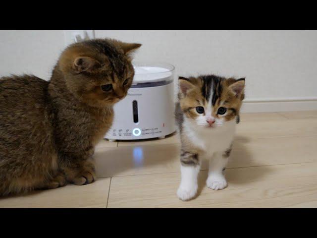 Sister cat Charo consoles kitten Nico, who is depressed after being angry with grandmother cat Mimi