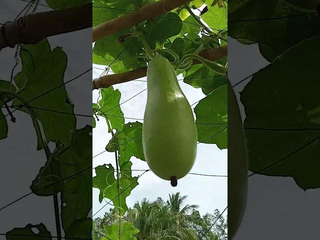 Luffa & bottle gourd