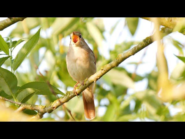 Der Gesang der Nachtigall (singing nightingale) / Nationalpark Unteres Odertal