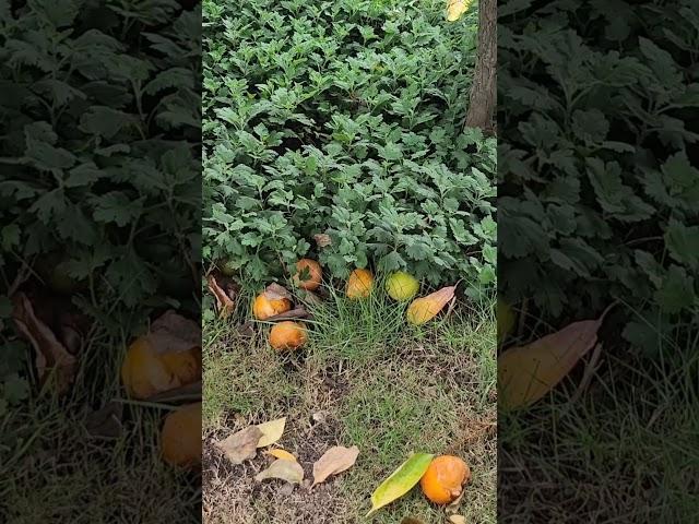 #홍시#나훈아