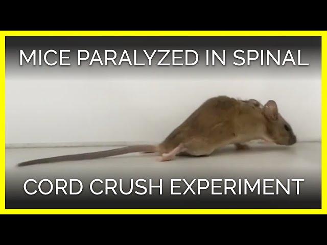 Mice Paralyzed in Spinal Cord Crush Experiment