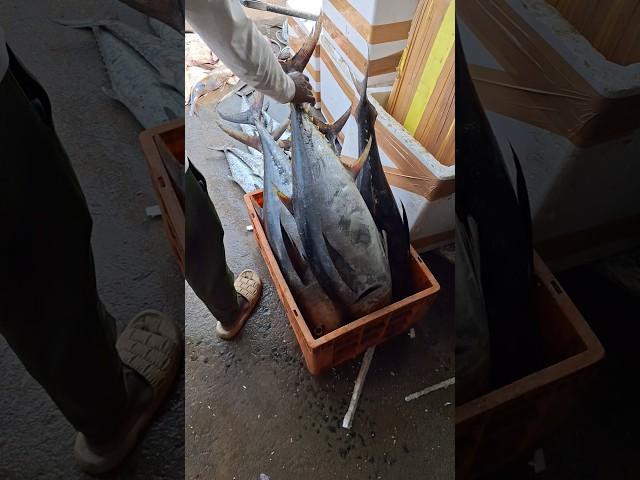 Yellowfin tuna fish #yellowfintuna #tunafish #fish #fishing #shorts #short #shortvideo #shortsvideo