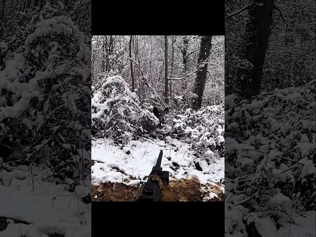 охота на кабана Выдающийся снимок на снегу #wildboar #cinghiale #wildhunting #chasse