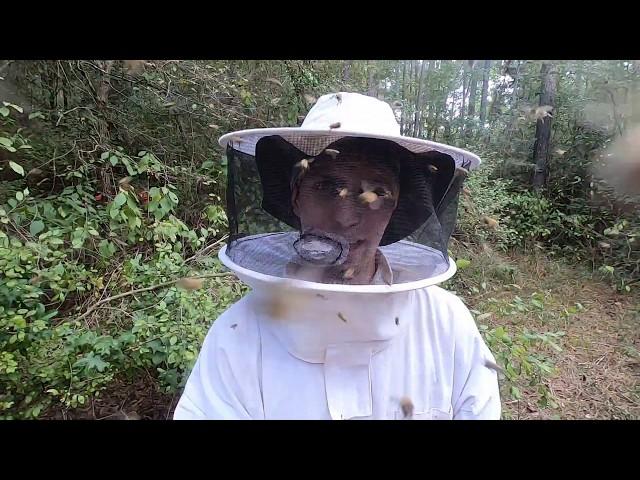 Africanized Killer Bee Removal and Honey Harvest