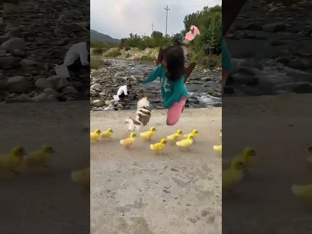 Ozzy Shih Tzu: Dog & Sister Rush Duck: Double the Fun!  #youtubeshorts #entrepreneur #streetdog