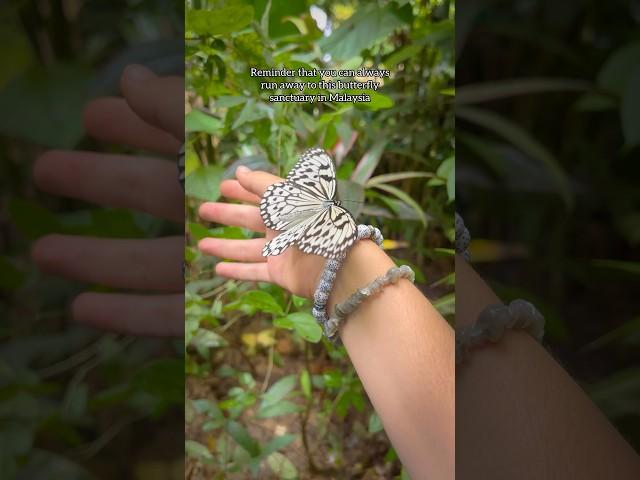 Butterfly sanctuary 