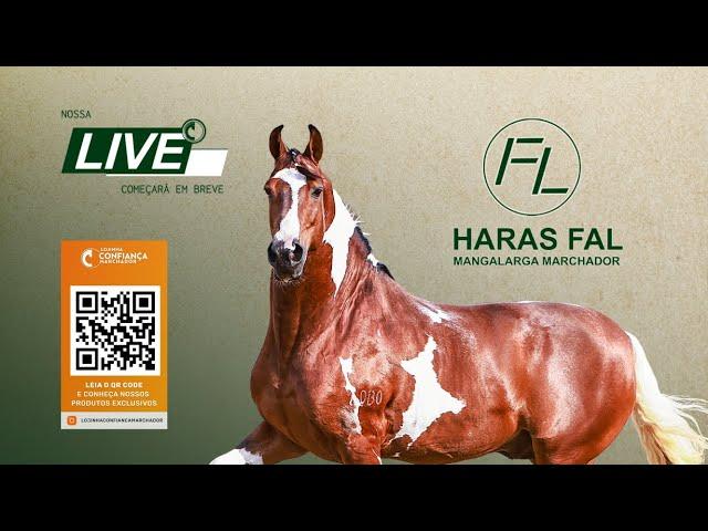 Live de Criação Haras FAL