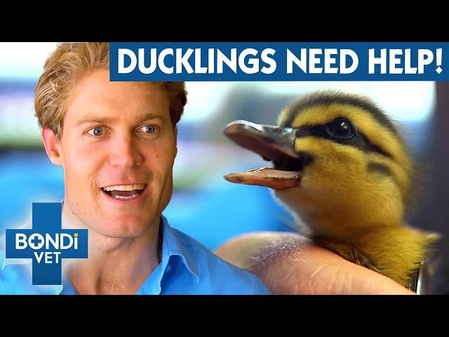 9 Starving Ducklings Hatched On Balcony   Bondi Vet To The Rescue