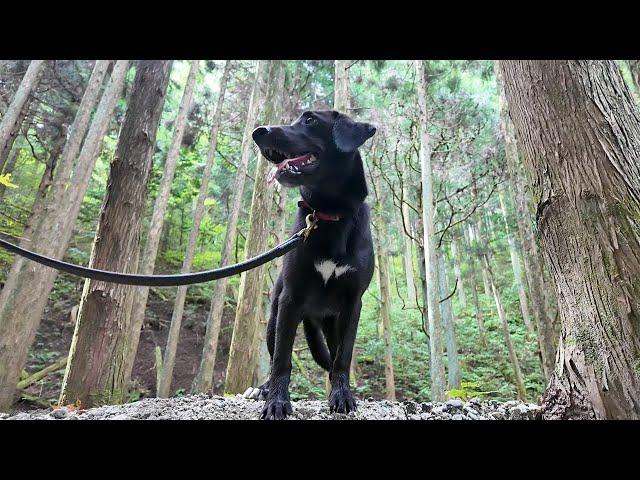 [Dog Vlog] I took my dog ​​to the mountains and he found a river and had a blast.