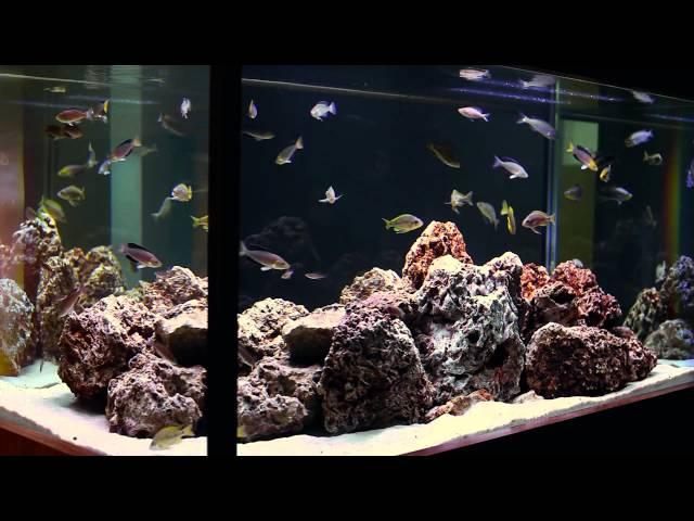 Simple Beauty of Tanganyikan Fish-- A Hardscape by Aquarium Design Group