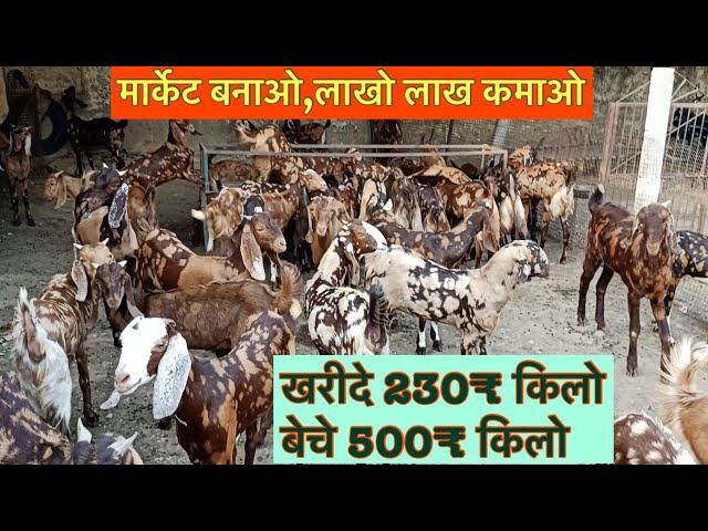 बकरी बेच कर लाखो ₹ कमाने का तरीका BK Goat Farm Ajmer Rajasthan cheap price sale pregnant goats