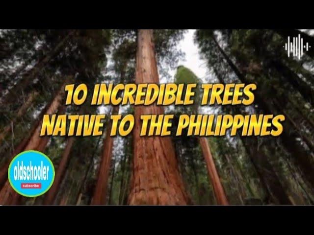 10 Incredible Trees Native to the Philippines