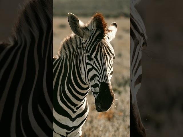 The zebras. #shorts #animals #amazing #zebra