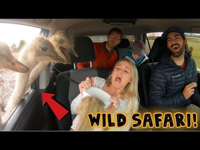 ATTACKED By GIANT OSTRICHES! They Got In Our CAR!!!