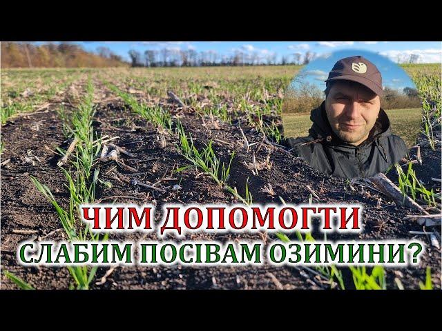 Чим допомогти слабим посівам озимини?