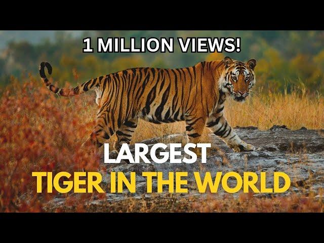 Largest Tiger in the World