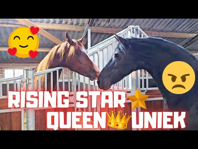 Love at second sight?Or not! Rising Star⭐ and QueenUniek meet again... | Friesian Horses