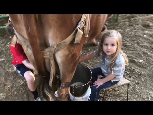 Kids Tag-Team Milking a Cow || ViralHog