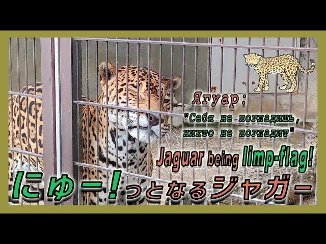 【１駅分の癒し】【4K】にゅーっとなる！ジャガー Ягуар: “Себя не погладишь, никто не погладие” Jaguar being limp-flag!