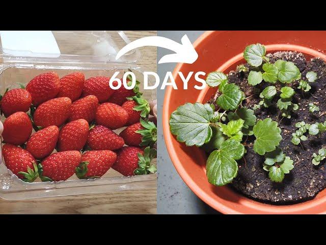 Growing strawberries from seeds using LED grow light... PART 1