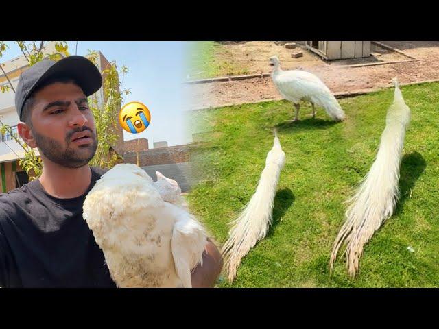 New White Peacocks Le Aiy Lekn Bht Bura Hogea kash Aisa Na Hota