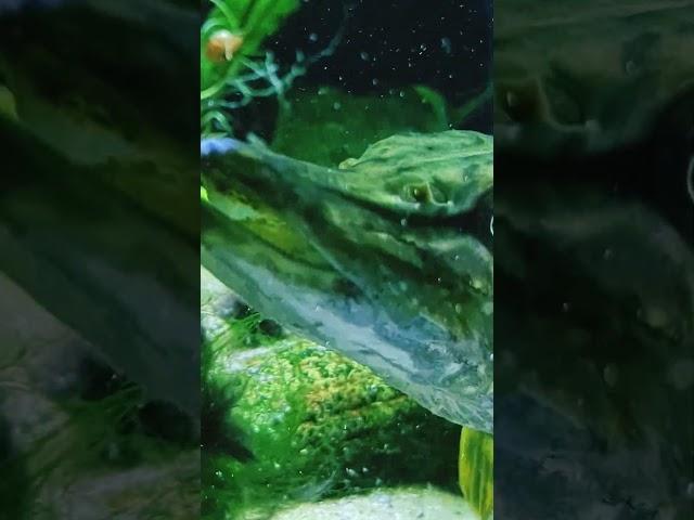 Речной хищник в аквариуме.Щука в неволе.#fish #аквариум #рыбалка #щука #fishing