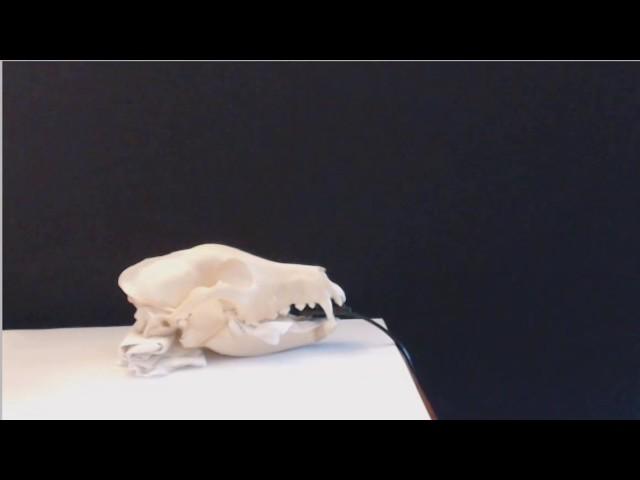 ImageVet FLEXX
