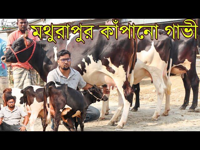 অনলাইনে গাভী না কেনার পরামর্শ দেশী ও প্রবাসী ভাইদের। সাইদুল ভাইয়ের মাশাল্লাহ সুন্দর গাভীর কালেকশন।