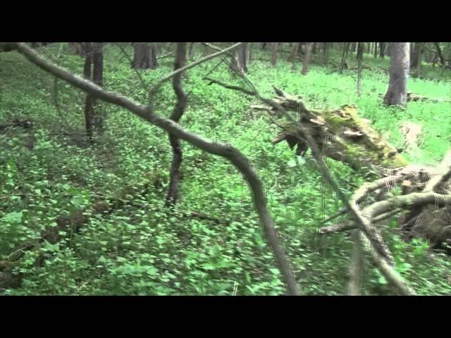 Strange Sound While Mushroom Hunting