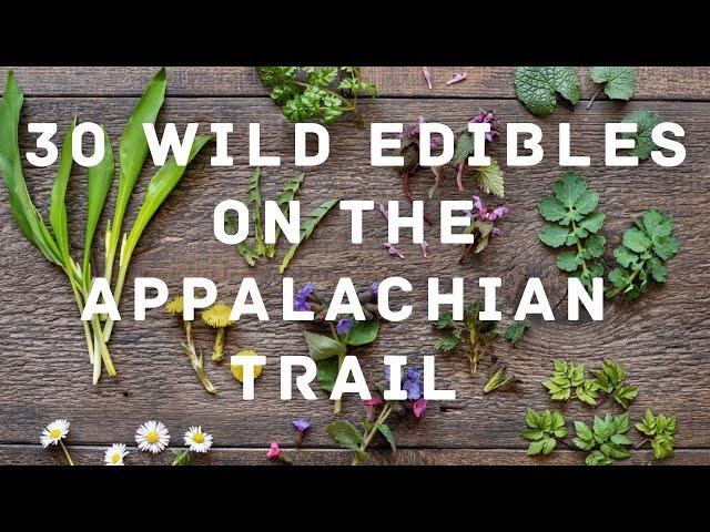  30 Wild Edibles To Forage On The Appalachian Trail!